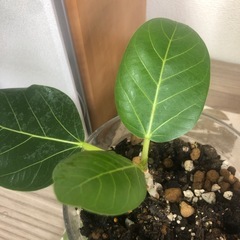 【観葉植物】フィカスベンガレンシスの画像