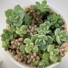 多肉植物　寄せ植え　Sポット2
