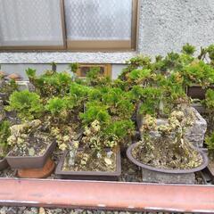 岩松　イワヒバの画像