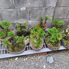 岩松　イワヒバの画像
