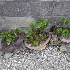岩松　イワヒバの画像
