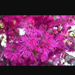 【園芸】トキワマンサク
