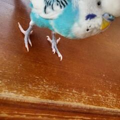 セキセイインコを探しています