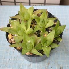 多肉植物　京の舞　苗の画像
