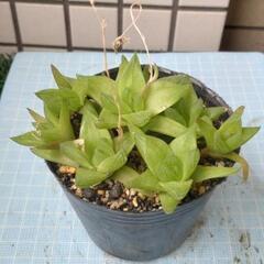 多肉植物　京の舞　苗