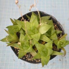 多肉植物　京の舞　苗の画像