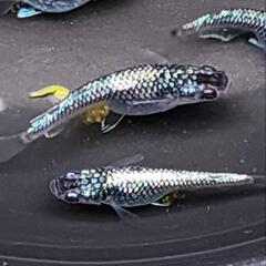 メダカ　めだか　青ラメ系　5匹の画像