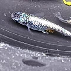 メダカ　めだか　青ラメ系　5匹の画像