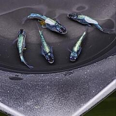 メダカ　めだか　青ラメ系　5匹