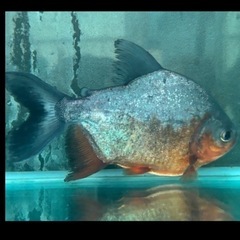 熱帯魚　レッドコロソマ