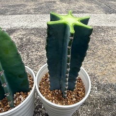 観葉植物　柱サボテンの画像