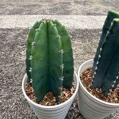 観葉植物　柱サボテンの画像