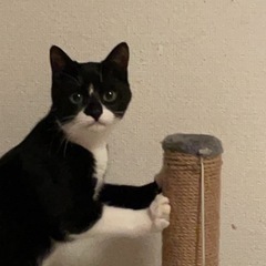 とっても甘えん坊のメス猫です
