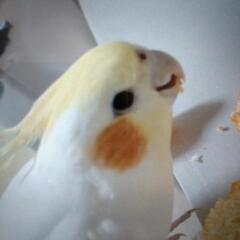 オカメインコルチノー)のはるちゃんを探しています