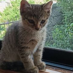 急募！生後2ヶ月のキジトラ