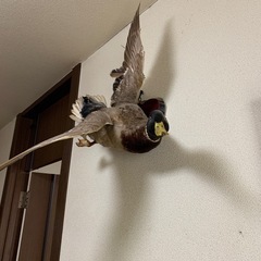 剥製の画像