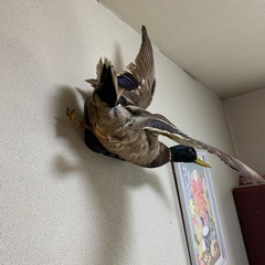 剥製の画像