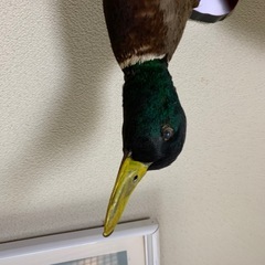 剥製の画像