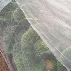 無農薬野菜 ハクサイ・ダイコン 他   二名様の画像