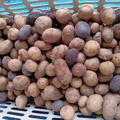 無農薬野菜 ハクサイ・ダイコン 他   二名様の画像
