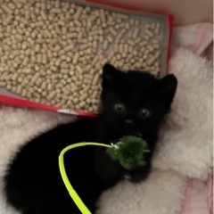 子猫　1から1.5ヶ月くらい