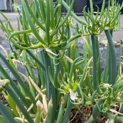 やぐらねぎ　苗の画像