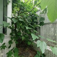 【募集】剪定してくれる方