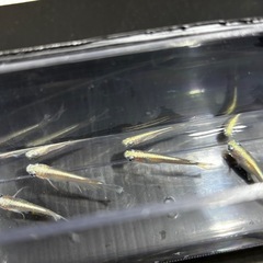 メダカ　5匹　白マリアージュキッシングワイドフィンの画像