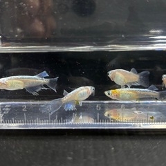 メダカ　5匹　白マリアージュキッシングワイドフィンの画像