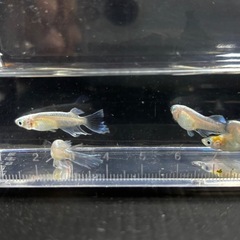 メダカ　5匹　白マリアージュキッシングワイドフィンの画像