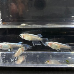 メダカ　5匹　白マリアージュキッシングワイドフィンの画像