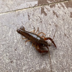 ザリガニいりますか？
