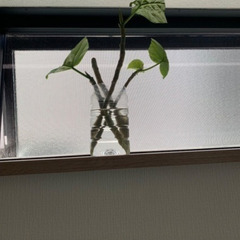 ウンベラータ挿し木用と他の植物の挿し木