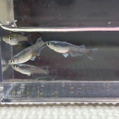 メダカ　富嶽ブラック　10匹の画像
