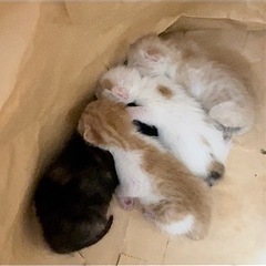 生後2週間程度 子猫４匹