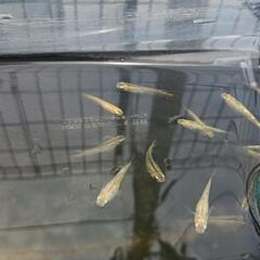 シャンパンラメメダカ

