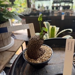 コーデックス、珍奇植物仲間募集