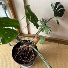 観葉植物　モンステラ 