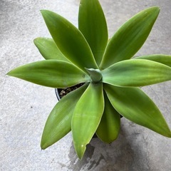 ※お取引中です※　 植物　アガベ　アテナータ　1