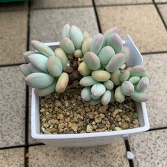 多肉植物　　アップルチーズ