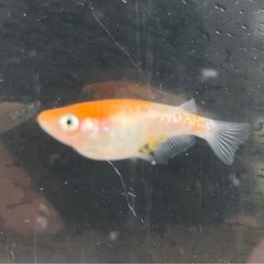 取り引き中　　　　　　 🌸紅白ラメヒレ長メダカ1ペア🌸の画像