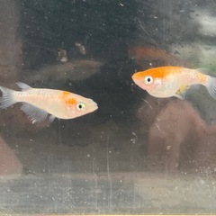 取り引き中　　　　　　 🌸紅白ラメヒレ長メダカ1ペア🌸の画像