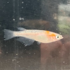 取り引き中　　　　　　 🌸紅白ラメヒレ長メダカ1ペア🌸の画像
