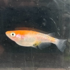 取り引き中　　　　　　 🌸紅白ラメヒレ長メダカ1ペア🌸の画像