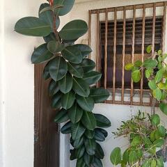 ゴムの木