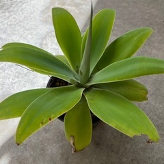 植物　アガベ　アテナータ　2