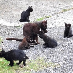 子猫2ヶ月くらい　黒　黒サビ　里親さま募集します。