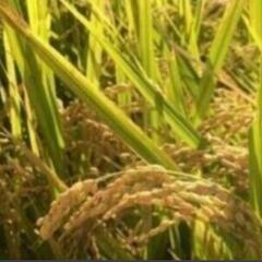 令和6年  長野県産コシヒカリ 6.5kg 精米済み 