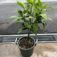 斑入り葉 アオキ （フイリアオキ）【庭木】