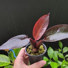 フィロデンドロン サンレッド系統